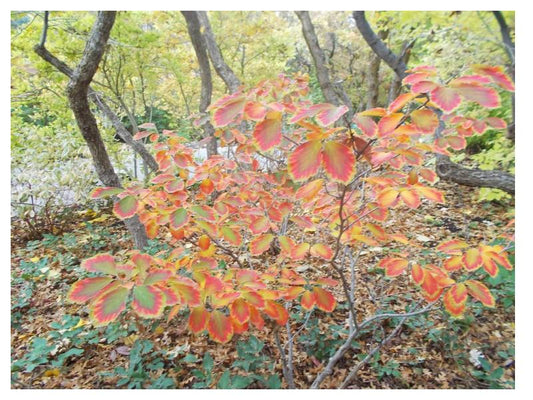 Witch-Hazel (Hamamelis virginiana)