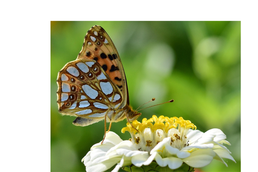 Zinnia elegans